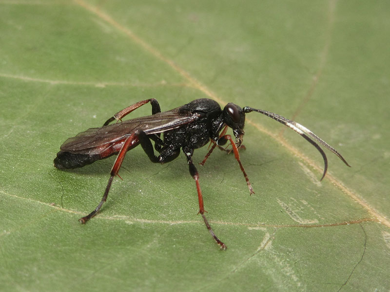 Ichneumonidae Ichneumoninae, femmine